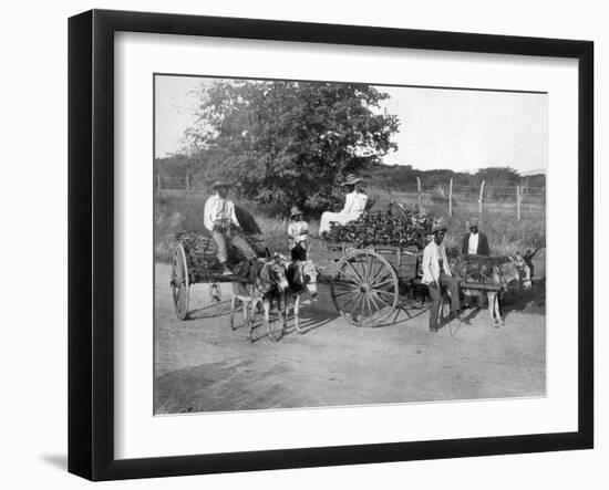 Wood Carts, Jamaica, C1905-Adolphe & Son Duperly-Framed Giclee Print