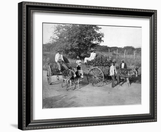 Wood Carts, Jamaica, C1905-Adolphe & Son Duperly-Framed Giclee Print