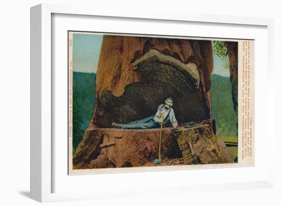 Wood Chopper-Showing Tree 46 Feet in Circumference. Santa Cruz Big Tree Grove, California, c1909-Unknown-Framed Giclee Print