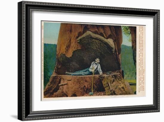 Wood Chopper-Showing Tree 46 Feet in Circumference. Santa Cruz Big Tree Grove, California, c1909-Unknown-Framed Giclee Print