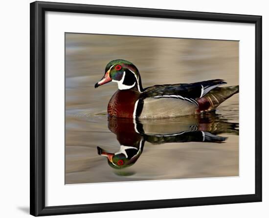 Wood Duck (Aix Sponsa) Drake Swimming, Sterne Park, Littleton, Colorado-null-Framed Photographic Print