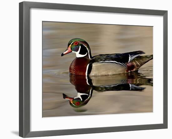 Wood Duck (Aix Sponsa) Drake Swimming, Sterne Park, Littleton, Colorado-null-Framed Photographic Print