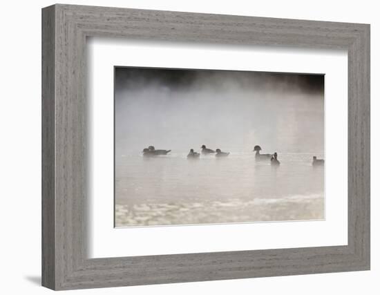 Wood Duck (Aix Sponsa) Flock on Comal River at Sunrise, Texas, USA-Larry Ditto-Framed Photographic Print