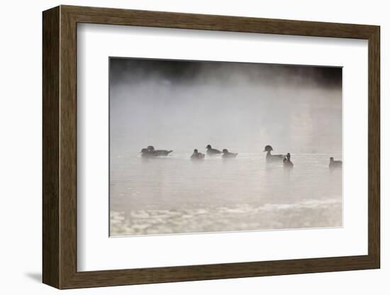 Wood Duck (Aix Sponsa) Flock on Comal River at Sunrise, Texas, USA-Larry Ditto-Framed Photographic Print