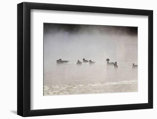 Wood Duck (Aix Sponsa) Flock on Comal River at Sunrise, Texas, USA-Larry Ditto-Framed Photographic Print