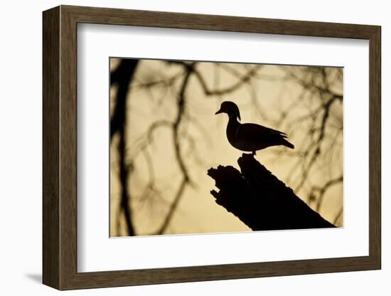Wood Duck (Aix sponsa) looking for nest cavity in dead tree, Texas, USA.-Larry Ditto-Framed Photographic Print