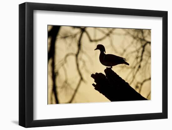 Wood Duck (Aix sponsa) looking for nest cavity in dead tree, Texas, USA.-Larry Ditto-Framed Photographic Print