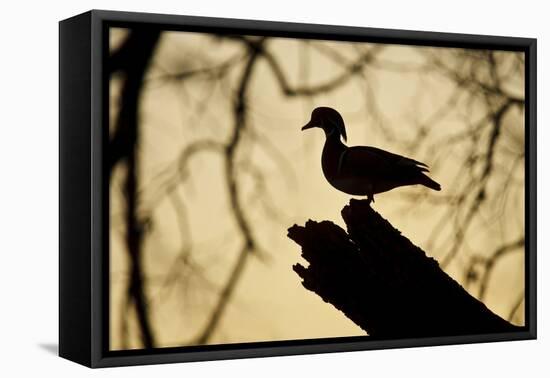 Wood Duck (Aix sponsa) looking for nest cavity in dead tree, Texas, USA.-Larry Ditto-Framed Premier Image Canvas