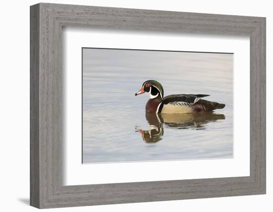 Wood Duck (Aix sponsa) male in wetland, Marion County, Illinois-Richard & Susan Day-Framed Photographic Print