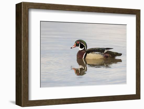 Wood Duck (Aix sponsa) male in wetland, Marion County, Illinois-Richard & Susan Day-Framed Photographic Print