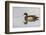 Wood Duck (Aix sponsa) male in wetland, Marion County, Illinois-Richard & Susan Day-Framed Photographic Print