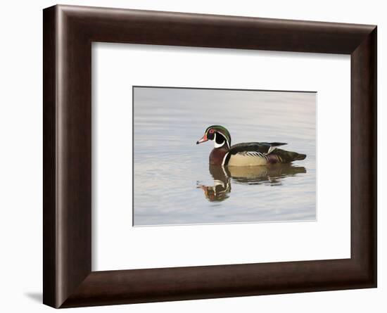Wood Duck (Aix sponsa) male in wetland, Marion County, Illinois-Richard & Susan Day-Framed Photographic Print