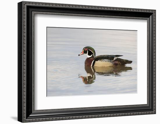 Wood Duck (Aix sponsa) male in wetland, Marion County, Illinois-Richard & Susan Day-Framed Photographic Print