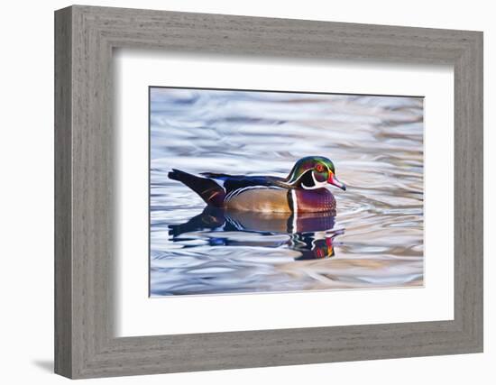 Wood Duck (Aix Sponsa) Male Swimming, Texas, USA-Larry Ditto-Framed Photographic Print