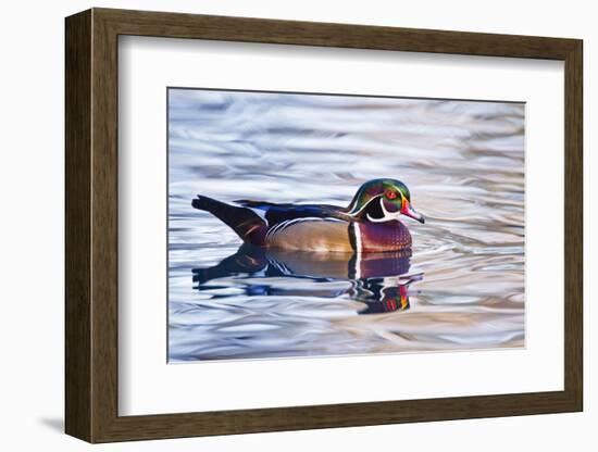 Wood Duck (Aix Sponsa) Male Swimming, Texas, USA-Larry Ditto-Framed Photographic Print