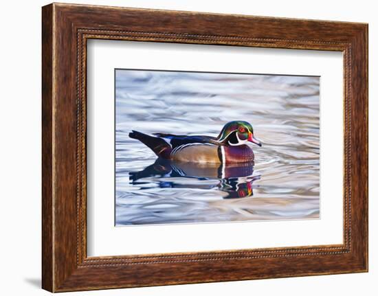 Wood Duck (Aix Sponsa) Male Swimming, Texas, USA-Larry Ditto-Framed Photographic Print