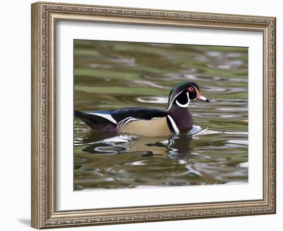 Wood Duck at Santee Lakes, San Diego County, California, USA-Diane Johnson-Framed Photographic Print