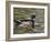 Wood Duck at Santee Lakes, San Diego County, California, USA-Diane Johnson-Framed Photographic Print