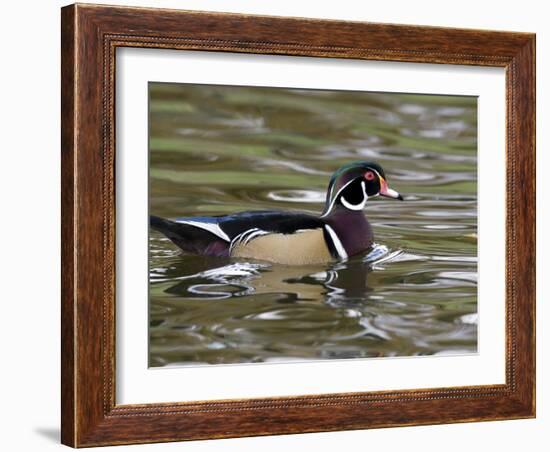 Wood Duck at Santee Lakes, San Diego County, California, USA-Diane Johnson-Framed Photographic Print