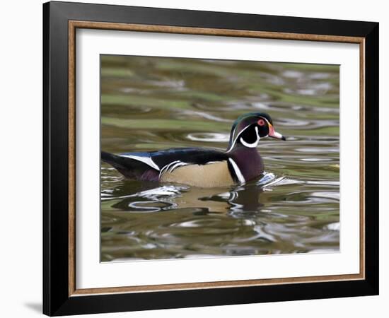 Wood Duck at Santee Lakes, San Diego County, California, USA-Diane Johnson-Framed Photographic Print