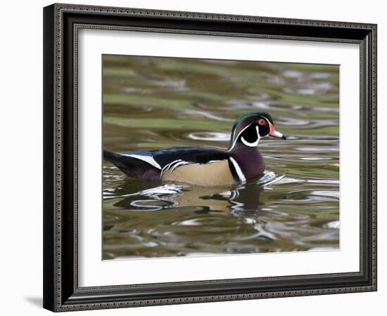 Wood Duck at Santee Lakes, San Diego County, California, USA-Diane Johnson-Framed Photographic Print