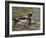 Wood Duck at Santee Lakes, San Diego County, California, USA-Diane Johnson-Framed Photographic Print