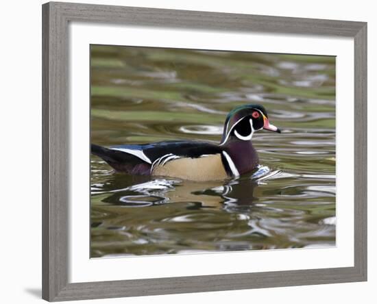 Wood Duck at Santee Lakes, San Diego County, California, USA-Diane Johnson-Framed Photographic Print