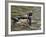 Wood Duck at Santee Lakes, San Diego County, California, USA-Diane Johnson-Framed Photographic Print