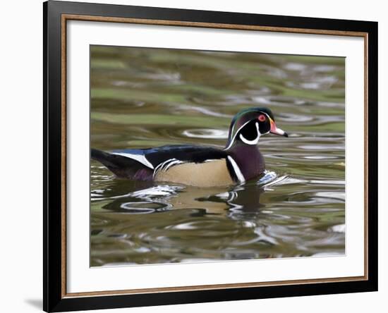 Wood Duck at Santee Lakes, San Diego County, California, USA-Diane Johnson-Framed Photographic Print