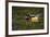 Wood Duck, Crystal Springs Rhododendron Garden, Portland, Oregon-Michel Hersen-Framed Photographic Print