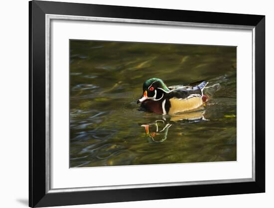 Wood Duck, Crystal Springs Rhododendron Garden, Portland, Oregon-Michel Hersen-Framed Photographic Print