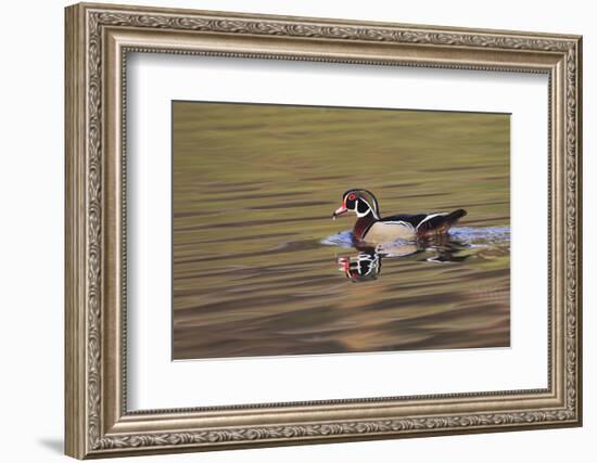 Wood duck drake, Kentucky-Adam Jones-Framed Photographic Print