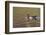 Wood duck drake, Kentucky-Adam Jones-Framed Photographic Print