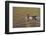 Wood duck drake, Kentucky-Adam Jones-Framed Photographic Print