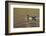 Wood duck drake, Kentucky-Adam Jones-Framed Photographic Print