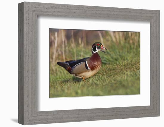 Wood duck drake, Kentucky-Adam Jones-Framed Photographic Print