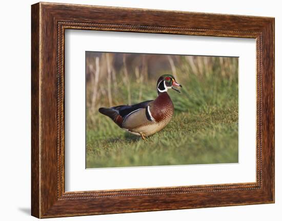 Wood duck drake, Kentucky-Adam Jones-Framed Photographic Print