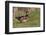 Wood duck drake, Kentucky-Adam Jones-Framed Photographic Print