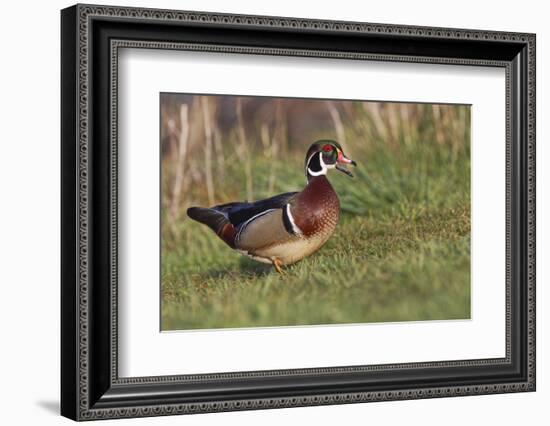 Wood duck drake, Kentucky-Adam Jones-Framed Photographic Print