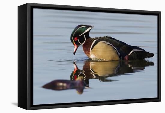 Wood Duck Drake-Ken Archer-Framed Premier Image Canvas