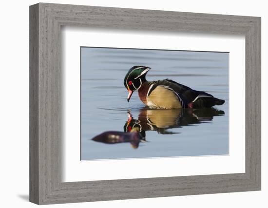 Wood Duck Drake-Ken Archer-Framed Photographic Print