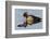 Wood Duck Drake-Ken Archer-Framed Photographic Print