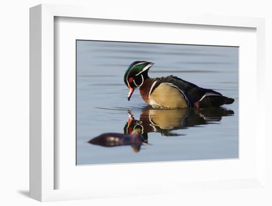 Wood Duck Drake-Ken Archer-Framed Photographic Print