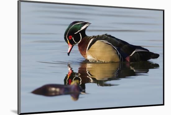 Wood Duck Drake-Ken Archer-Mounted Photographic Print