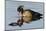 Wood Duck Drake-Ken Archer-Mounted Photographic Print