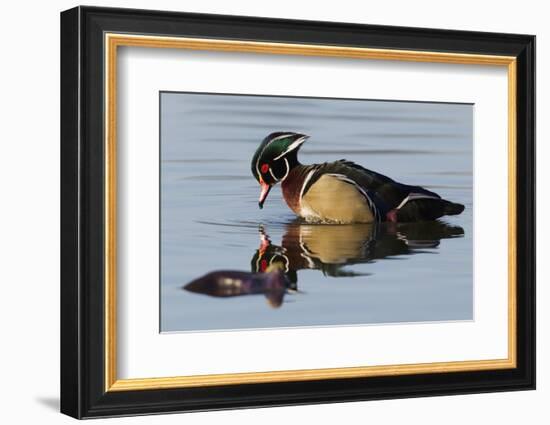 Wood Duck Drake-Ken Archer-Framed Photographic Print