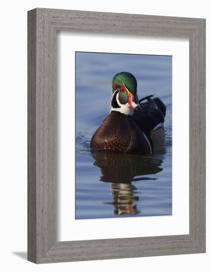 Wood Duck Drake-Ken Archer-Framed Photographic Print