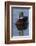 Wood Duck Drake-Ken Archer-Framed Photographic Print