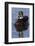 Wood Duck Drake-Ken Archer-Framed Photographic Print