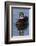 Wood Duck Drake-Ken Archer-Framed Photographic Print